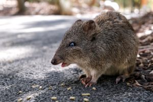Native Australian animal: Quokka in Adelaide park.