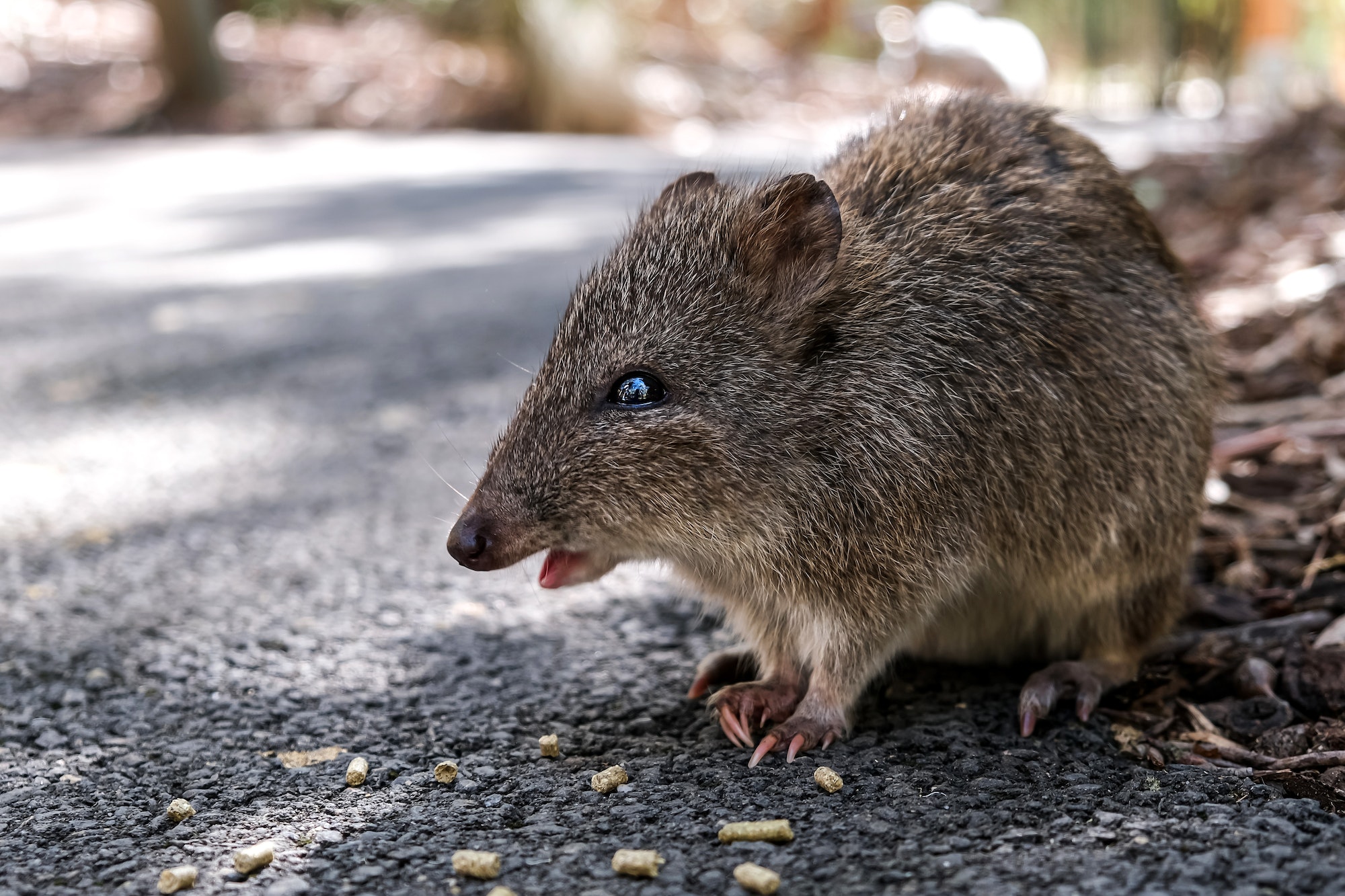 Native Australian animal: Quokka in Adelaide park.